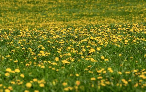 Yellow Meadow Copyright Free Photo By M Vorel Libreshot