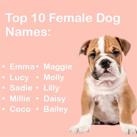 Английские женские имена и типичные уменьшительные имена. Pin by Cruelty Free Blog | For Dog, C on Popular Female ...