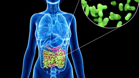 Healthy Gut Bacteria And Ways To Improve The Gut Microbiome Gidoc
