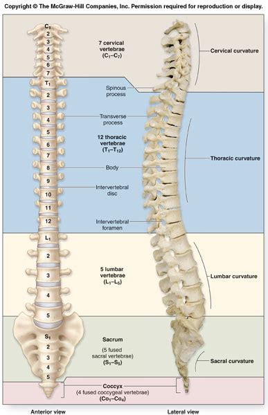 Back, bones and human spin diseases explanation vector. My Class Blog: Human Biology: Unit 3 Compilation