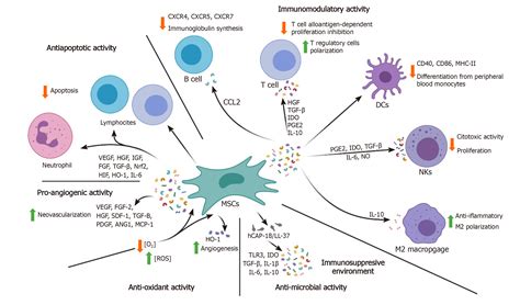 Human Mesenchymal Stem Cells