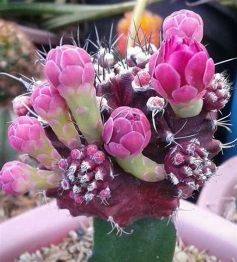 The upper part of the combined plant is called the scion. Grafted cacti in flower | Grafted cactus, Grafting plants ...