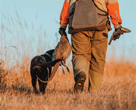 A Guide To Pheasant Hunting In North America Project Upland