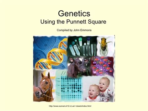 October 29, 2014 by leah4sci 2 comments. Genetics - Using The Punnett Square