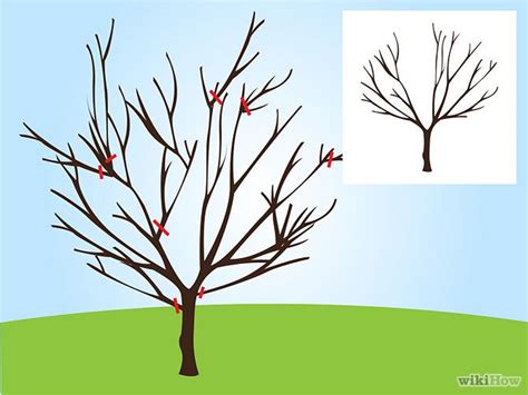 How To Prune A Cherry Tree Cherry Fruit Tree Cherry Tree Pruning Fruit Trees