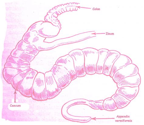 Diagrams Appendix Diagrams