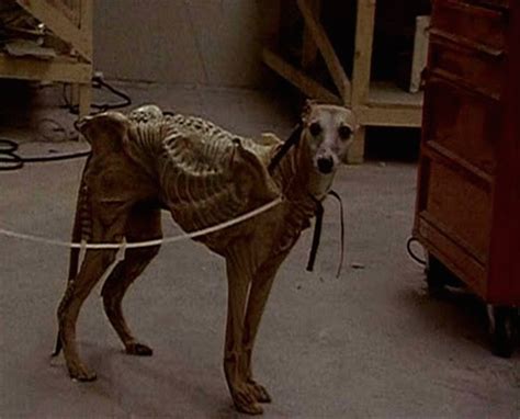 The Original Quadrupedal Xenomorph In Alien 3 Was Played By A Small