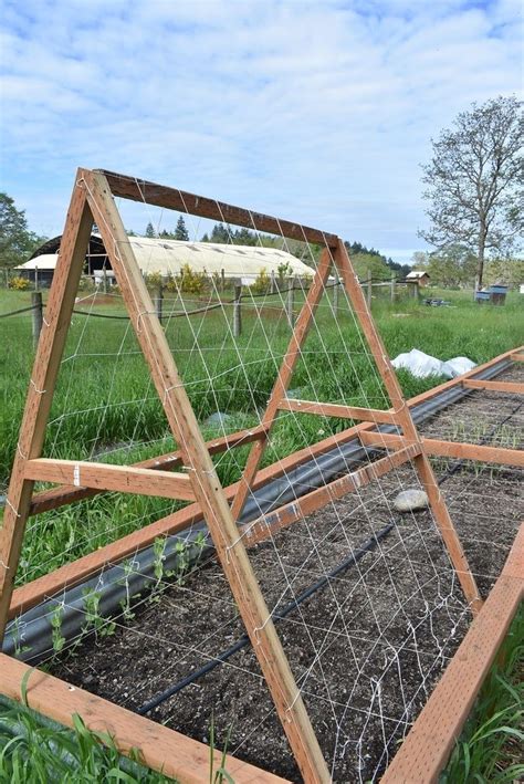 We did not find results for: A-Frame Trellis - DIY - For Peas and... Cucumbers? - Zion ...