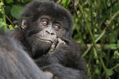 What Is The Best Lens For A Gorilla Photo Safari