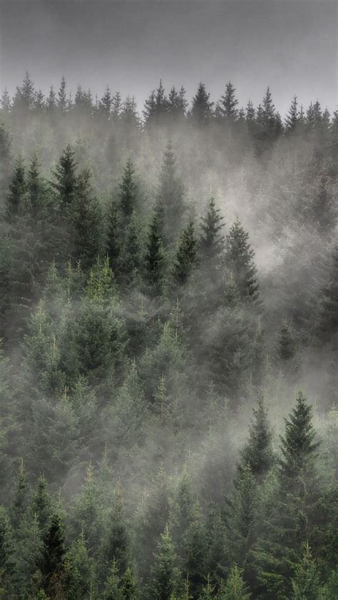 Download Wallpaper 800x1420 Forest Trees Mist Landscape Iphone Se5s