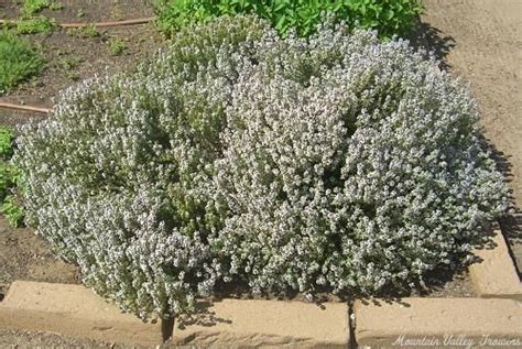 Organic Thymus Vulgaris English Thyme Plants From Mountain Valley Growers