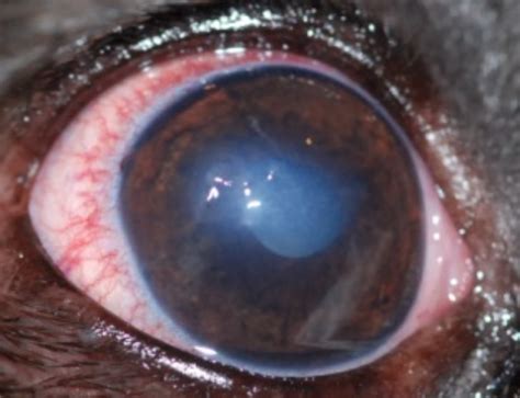 A corneal ulcer is diagnosed among dogs and cats when deeper layers of the cornea are lost. Veterinary ophthalmologist in Montreal | Indolent corneal ...