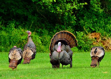 7 Birds That Look Like Turkeys Bird Guide