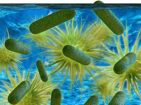 Ancestors Of Legionella Bacteria Which Causes Legionnaires Disease
