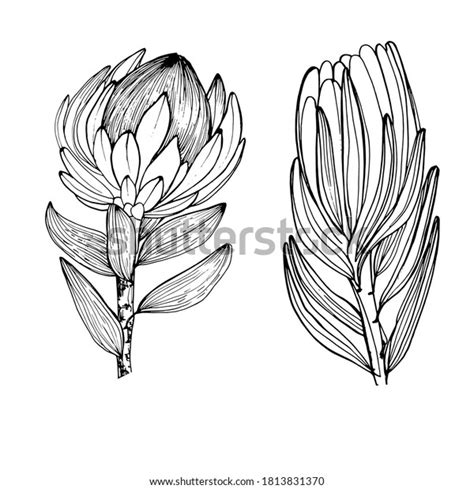 Drawing Flower Proteus Beautiful African Flower เวกเตอร์สต็อก ปลอดค่า