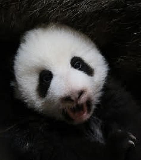 Toronto Zoos Twin Panda Cubs Hang With Mom Er Shun In New Video Cbc News