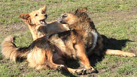 Cómo Parar Una Pelea De Perros