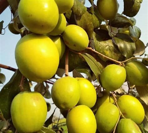 Thai Apple Ber Live Plant Trustherb Buy Ayurvedic Herbs Online