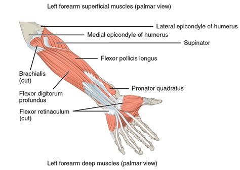 Upper Limb Musculature Of The Forearm And The Hand