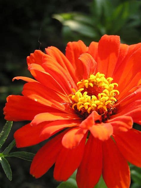 Beautiful flowers and a warm welcome awaits you! Top Wedding Flowers for September - Gardening Channel