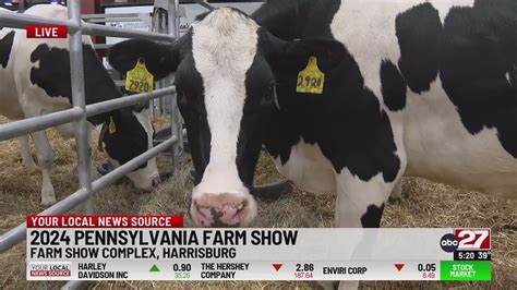 2024 Pennsylvania Farm Show Calving Corner Youtube