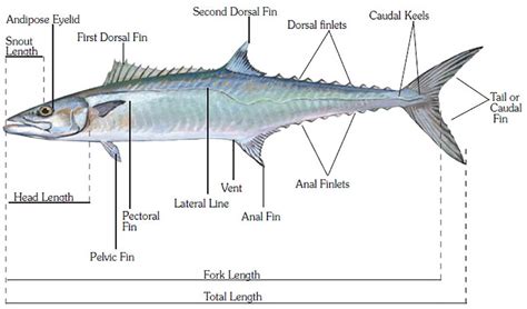 Bony And Cartilaginous Fish Types Characteristics And More