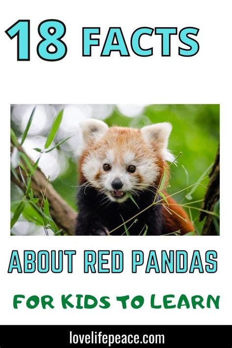 Red Panda Are Bamboo Eating Mammals From Southeast Asia Learn About