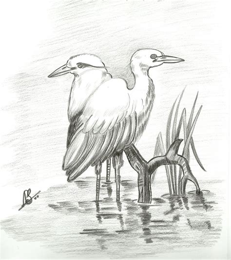 Varnavismayam Few Pencil Drawings Of Birds