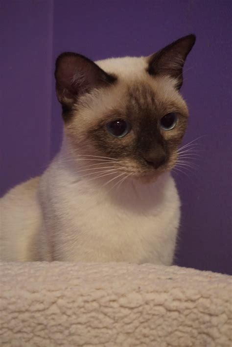 Both have been brought up together in a lovely cat family so are super friendly and get on. Siamese Cats For Sale | Elizabethtown, PA #249571