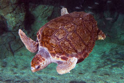 Which Sea Turtles Live In The Mediterranean Institut Océanographique