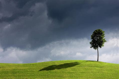 Lonely Tree On Hilly Landscape By Iñaki De Luis