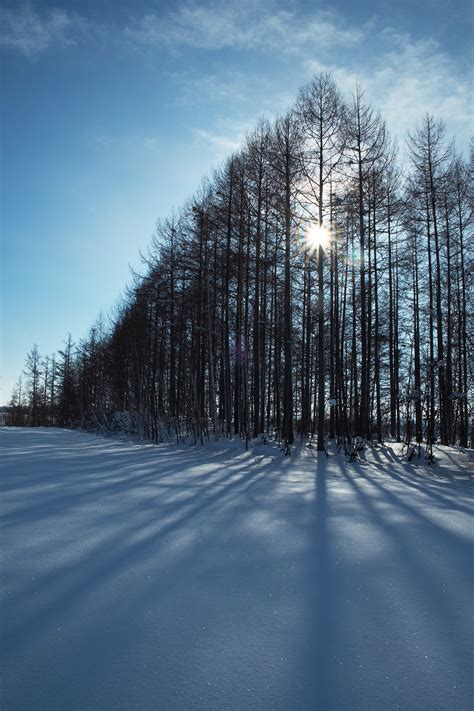 1:16:00 朗読カフェ 38 890 просмотров. 雪とカラマツの林の写真（画像）を無料ダウンロード - フリー ...