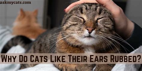 Why Do Cats Like Their Ears Rubbed
