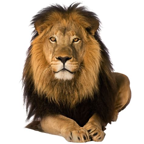 Lion King Png Image Purepng Free Transparent Cc0 Png