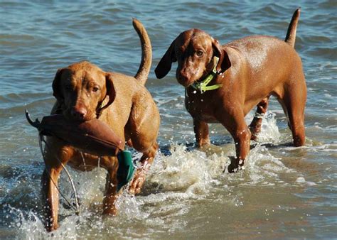 The vizsla makes a great family dog. ALL BREEDS DOGS: Vizsla dog