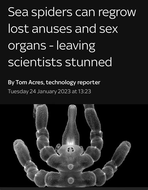 Sea Spiders Can Re Grow Lost Anuses And Sex Organs What The Hell Kind