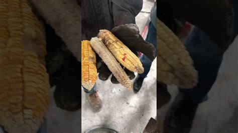 Corn Shredding Machine Youtube