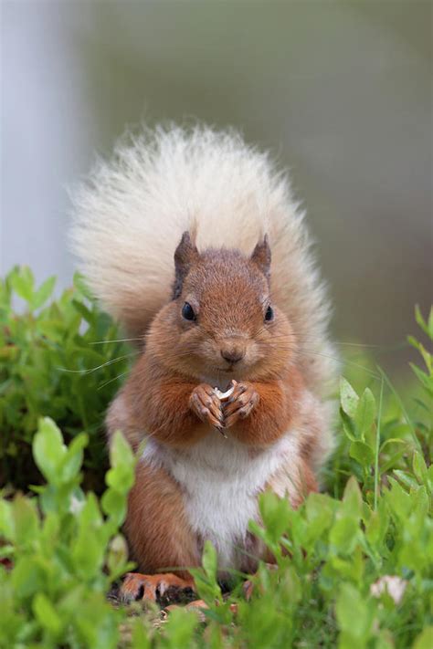Podgy Red Squirrel Photograph By Pete Walkden Fine Art America