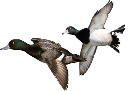 Duck Hunt Duck Png Clip Art Library