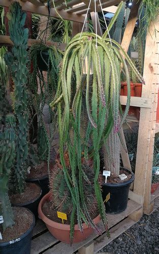 You could get a cactus to grow taller by removing lower pads but depending on the species it might if you are intent on growing it as a tall cactus, try keeping the weight at the bottom of the plant. RHIPSALIS CRUCIFORMIS 'RED'. Hanging Cactus ...