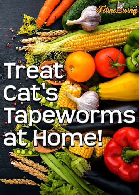 Home Remedies For Tapeworm In Cats 2 Best Treatments 2022