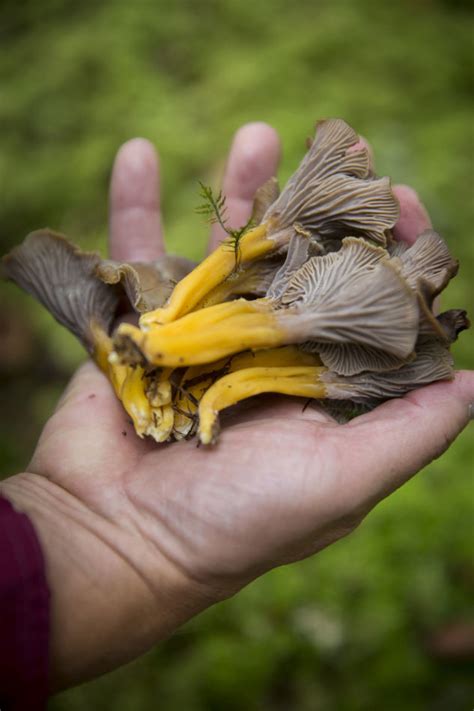Syksyn sienet: yöpakkaset eivät pilaa näitä sieniä - Kotiliesi.fi
