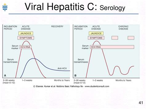 Ppt Pathology Of Hepatitis Lecture Powerpoint Presentation Free