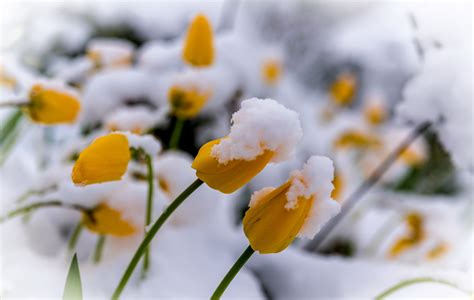 Plants Winter Flowers Snow Wallpapers Hd Desktop And
