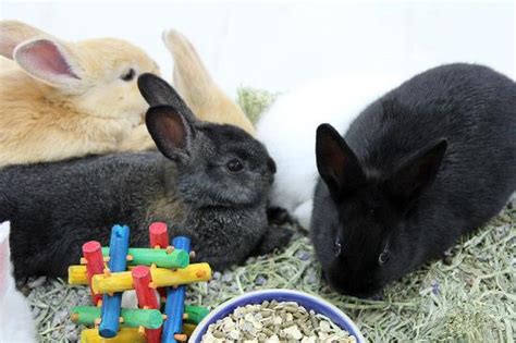 Search by location, organization or state and also access a list of adoptable pets. Rabbits
