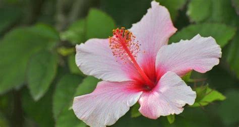 sip some hibiscus tea the next time you suffer from fever