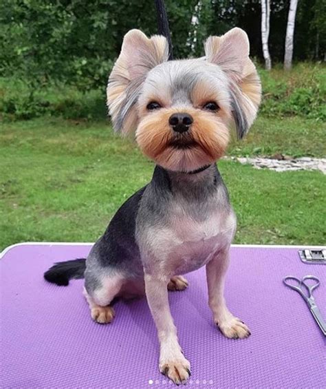 60 Best Yorkie Haircuts For Males And Females Page 2 Of 13 The Paws