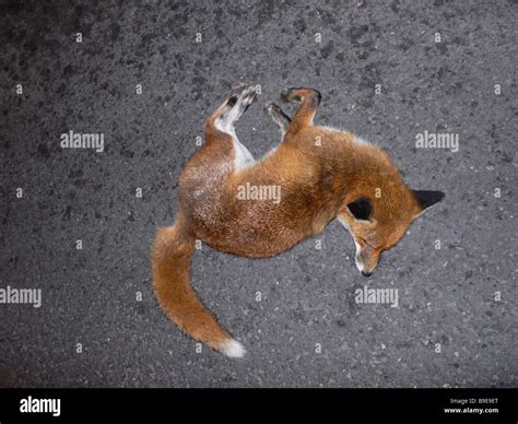 Road kill fox Stock Photo: 23057072 - Alamy