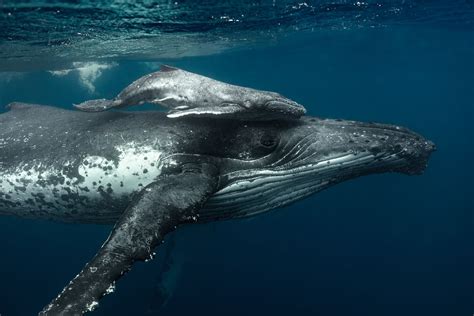 Humpback Whale Wallpaper Images My Xxx Hot Girl