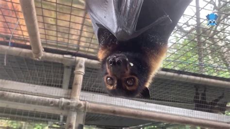 Spectacled Flying Fox At Tolga Bat Hospital This Is Chubby Two Youtube